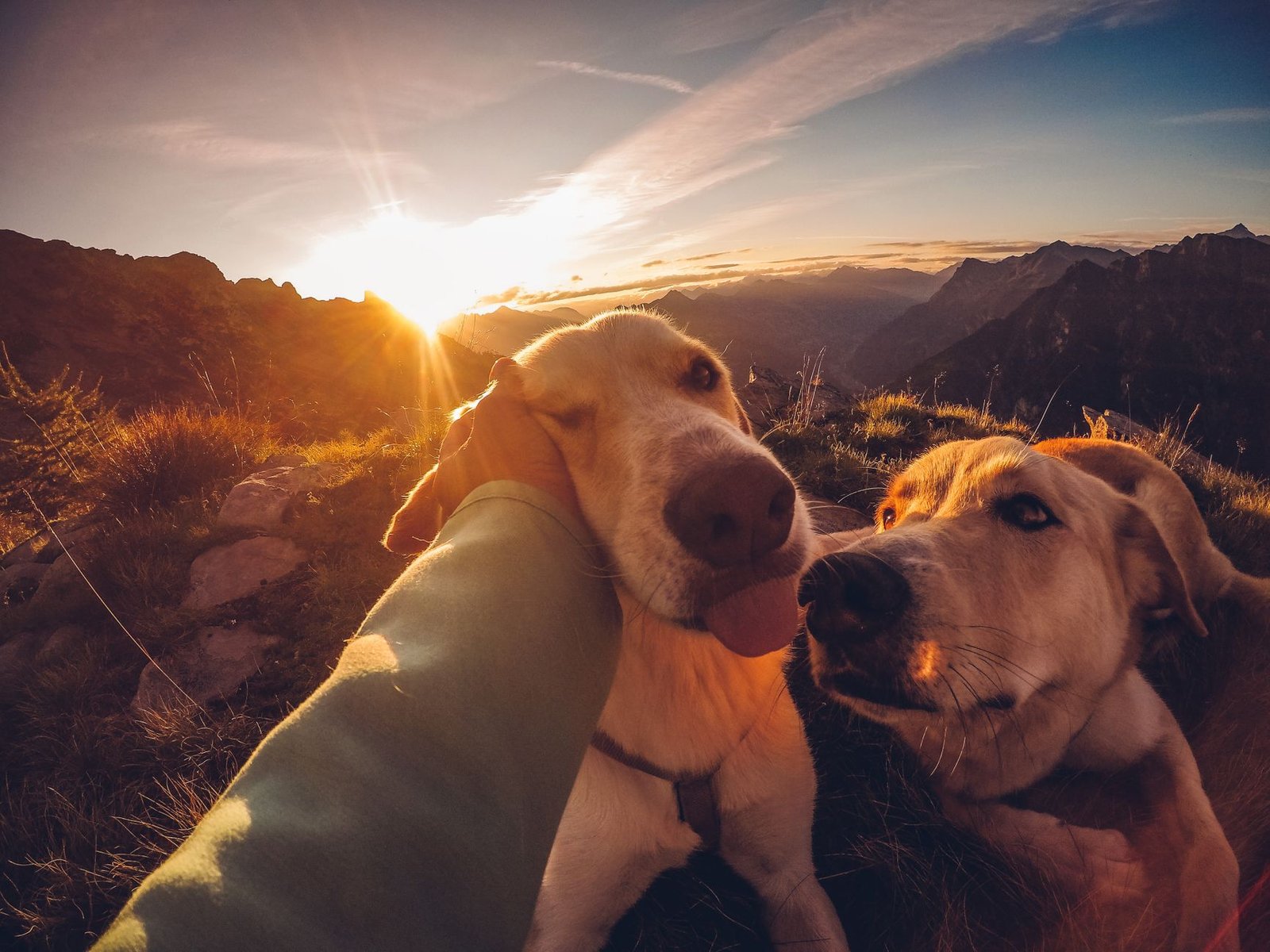 man petting dog