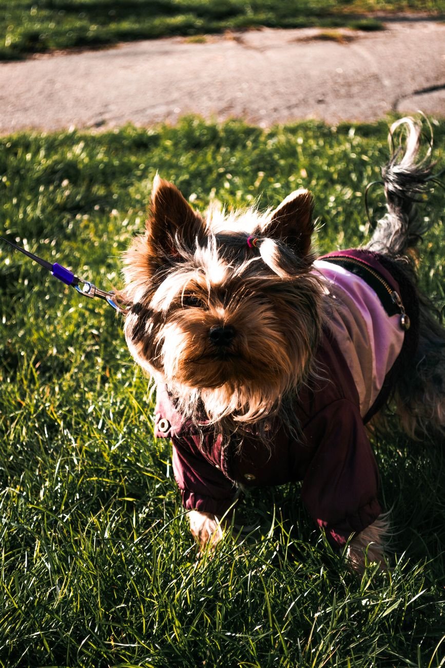 yorkshire terrier in stylish outfit on grass
