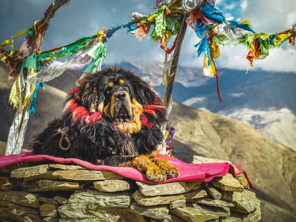 tibetan mastiff resting on blanket on stones