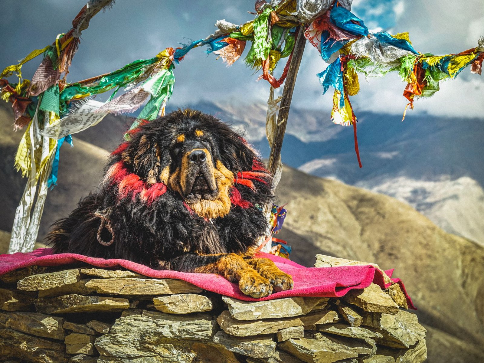 tibetan mastiff resting on blanket on stones