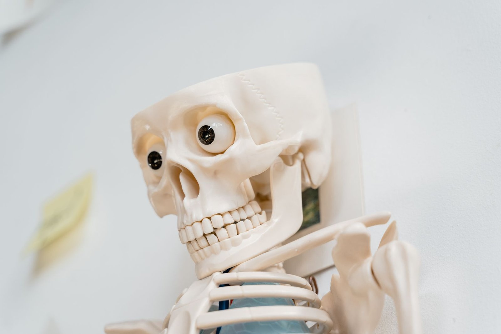 close up photo of a skeleton plastic toy